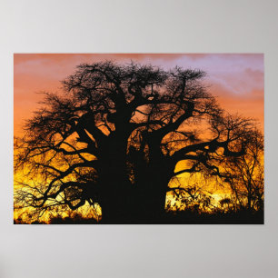 Póster árbol baobab africano, Adansonia digitata,
