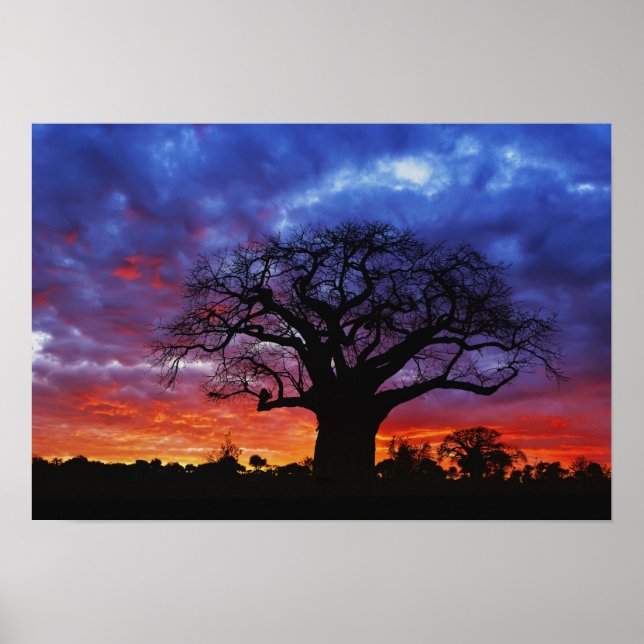 Póster árbol baobab africano, Adansonia digitata, 2 (Frente)