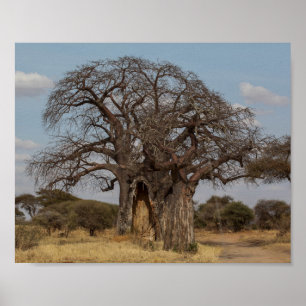 Póster Árbol Baobab De Tanzania.