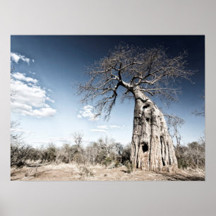 Póster Árbol baobab en el Parque Nacional de Mana Pools