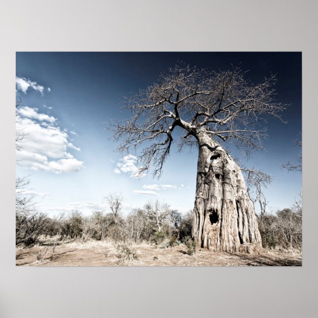 Póster Árbol baobab en el Parque Nacional de Mana Pools (Frente)