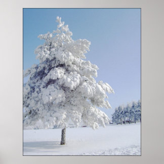 Póster Árbol besado de nieve