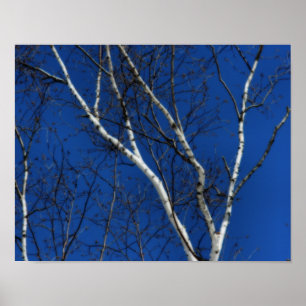 Póster Arbol blanco cielo azul naturaleza Orton Art