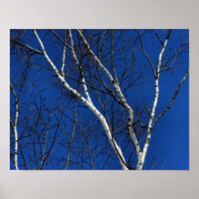 Póster Arbol blanco cielo azul naturaleza Orton Art (Frente)