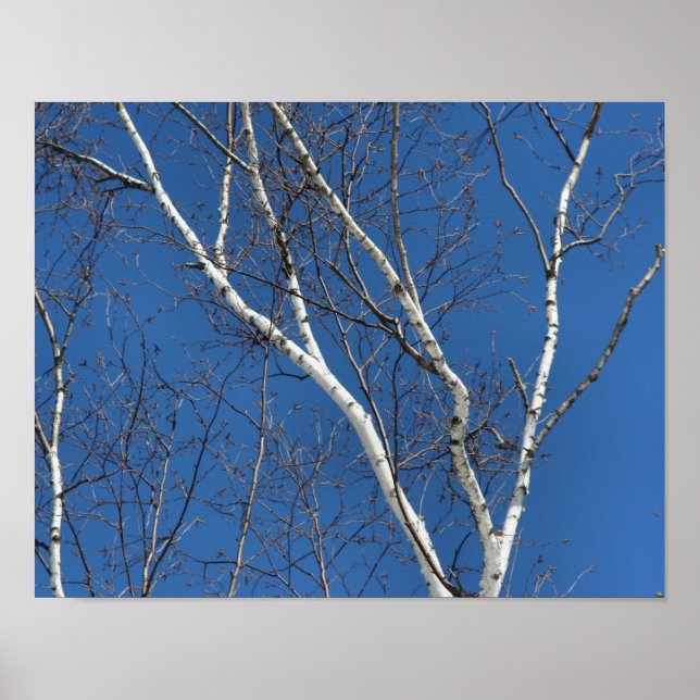 Póster Árbol blanco contra la naturaleza del cielo azul (Frente)