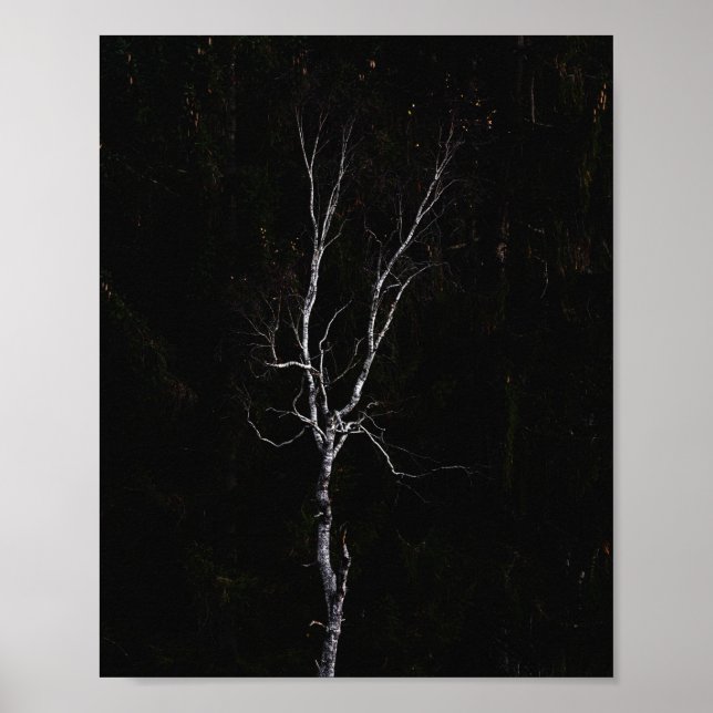 Póster Árbol blanco solitario (Frente)