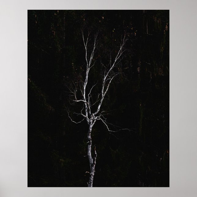Póster Árbol blanco solitario (Frente)
