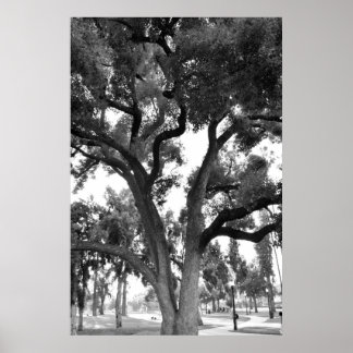 Póster Árbol blanco y negro