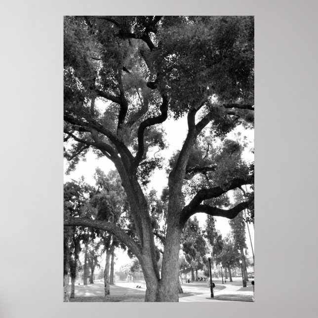 Póster Árbol blanco y negro (Frente)