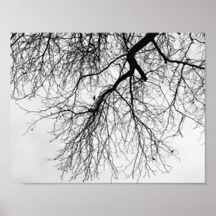 Póster Árbol Blanco y negro