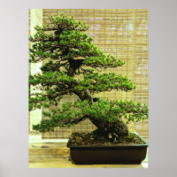 Árbol Bonsai De Pino Blanco Japonés