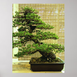 Póster Árbol Bonsai De Pino Blanco Japonés