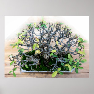 Póster Árbol Bonsai japonés espinoso