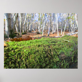 Póster Árbol Caído en Musgo de Otoño - Personalizado