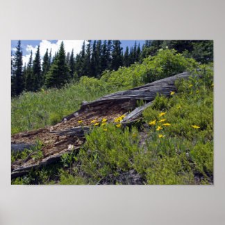 Póster Árbol caído y flores silvestres de montaña