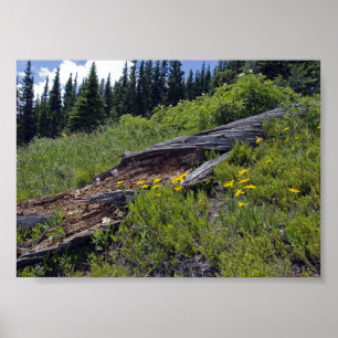 Póster Árbol Caído y Flores Silvestres de Montaña