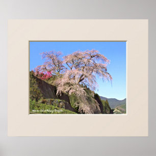 Póster Árbol Cerezo Llorón Matabei-Zakura