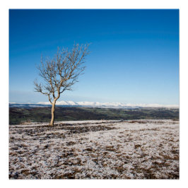 Póster Árbol cicatriz Viejo hombre de fondo de Conistón