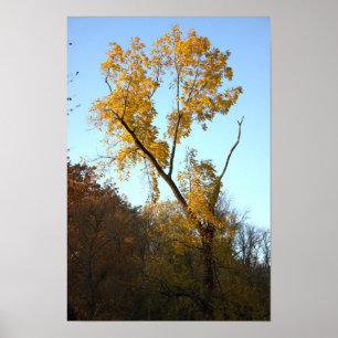 Póster Árbol con Poster de hojas amarillas