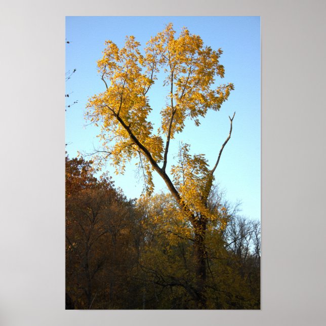 Póster Árbol con Poster de hojas amarillas (Frente)