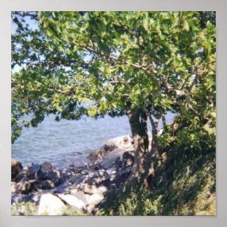 Póster Árbol con vista de agua