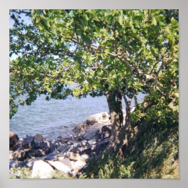 Póster Árbol con vista de agua (Frente)