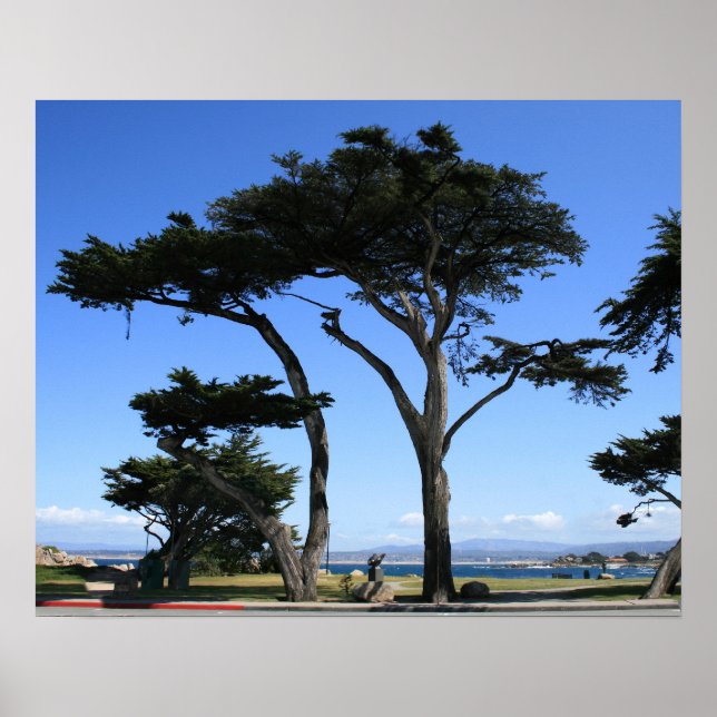 Póster Árbol Cypress de Monterey, foto de la costa (Frente)