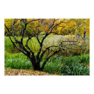 Póster Árbol de abedul carelio retorcido de otoño