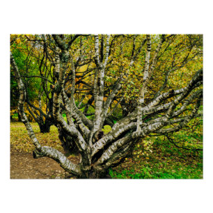 Póster Árbol de abedul kareliano nudoso místico