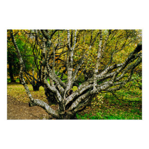 Póster Árbol de abedul kareliano nudoso místico