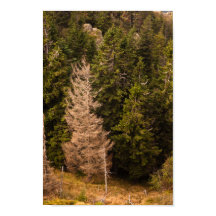 Árbol de abeto viejo de pie orgulloso