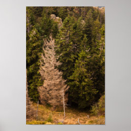 Póster Árbol de abeto viejo de pie orgulloso