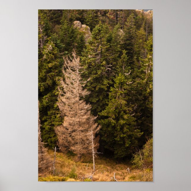 Póster Árbol de abeto viejo de pie orgulloso (Frente)