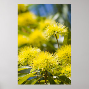 Póster Árbol de Acacia Amarillo Brillante