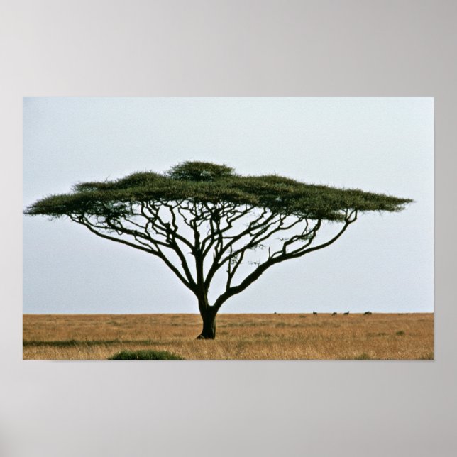 Póster Árbol de acacia de la línea del paraguas (Frente)