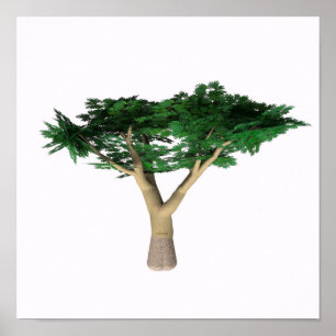 Póster Árbol de acacia de paraguas