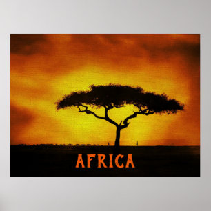 Póster Árbol de acacia del paisaje africano