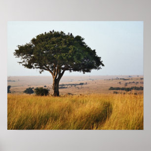 Póster Árbol de acacia único en llanuras de grano, Masai