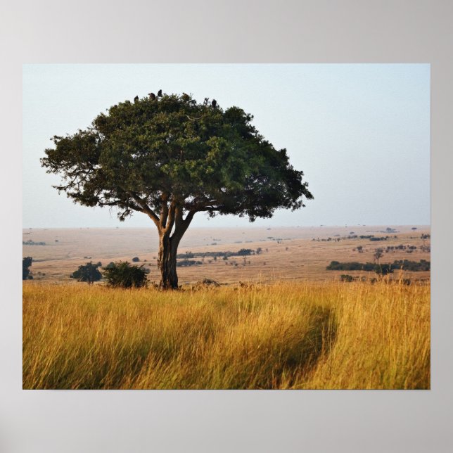 Póster Árbol de acacia único en llanuras de grano, Masai  (Frente)
