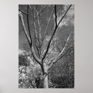 Póster Árbol de adoración de Sun