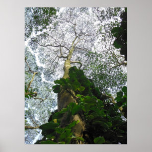 Póster Árbol de albizia