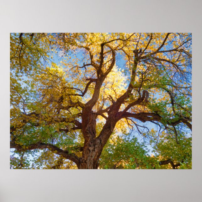 Póster Árbol de algodón | Parque Nacional Capitol Reef, U (Frente)