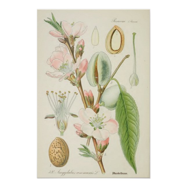 Póster Árbol de almendros, comunidad de Amygdalus, (Anverso)