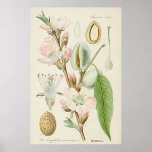 Póster Árbol de almendros, comunidad de Amygdalus,