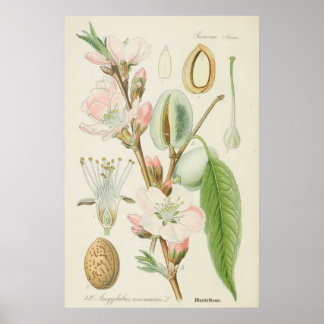 Póster Árbol de almendros, comunidad de Amygdalus,