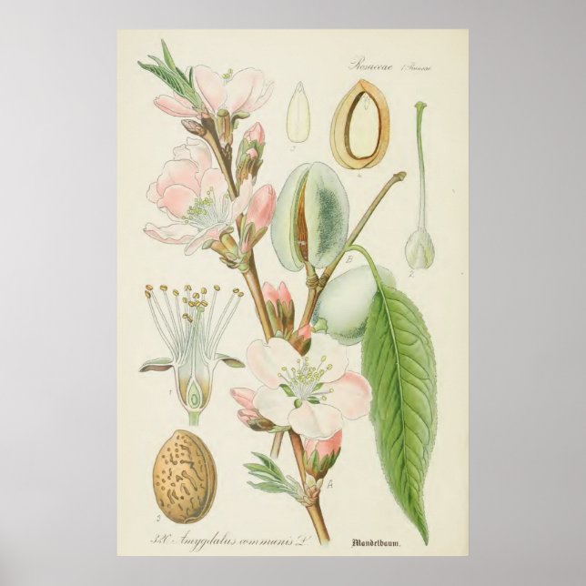 Póster Árbol de almendros, comunidad de Amygdalus, (Frente)