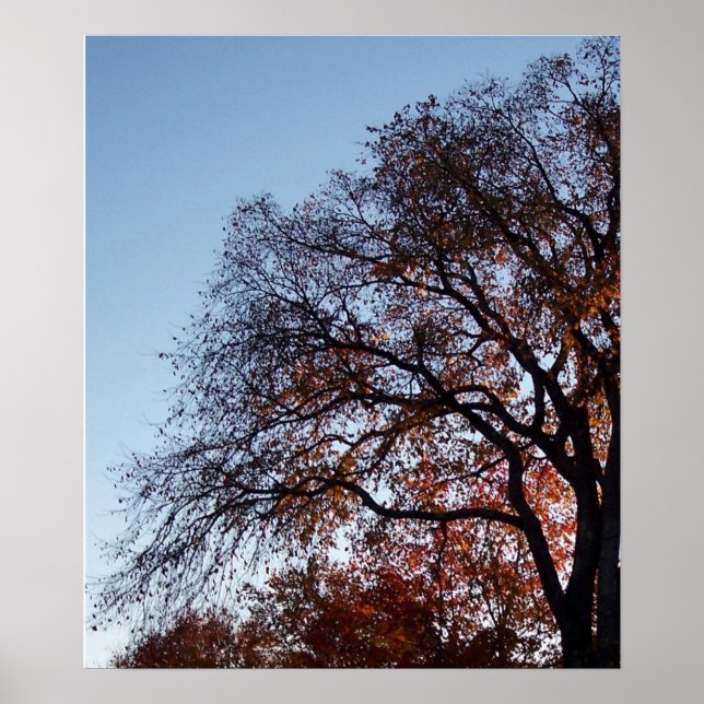 Póster Árbol de árboles otoñales de otoño (Frente)
