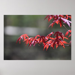 Póster Árbol de arce,