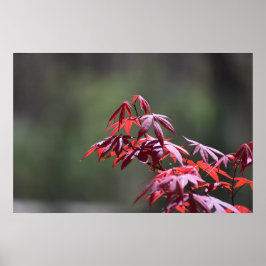 Póster Árbol de arce,