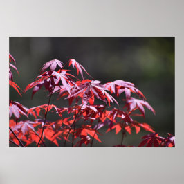 Póster Árbol de arce,